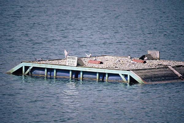 Brutfloß für Flussseeschwalben im Vogelsee