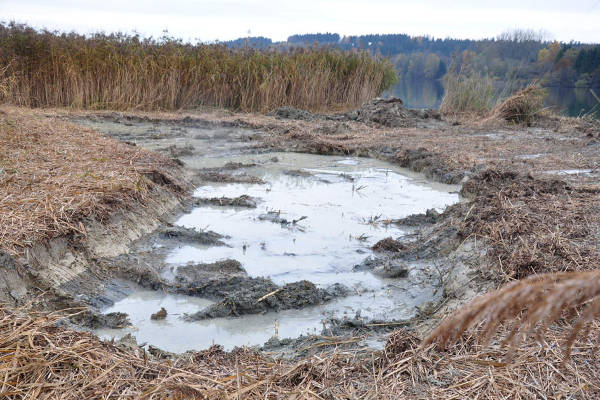 Schaffung von Teichen im Schilfgebiet des Vogelsees