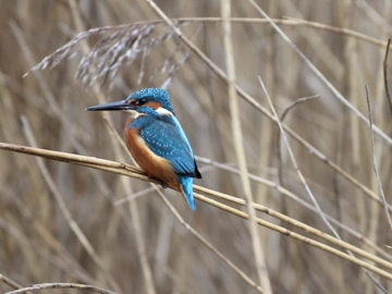 Eisvogel