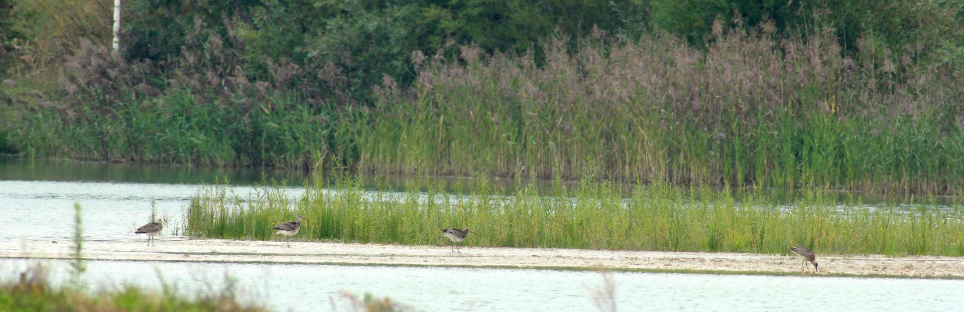 Schlickbank im Naturschutzgebiet