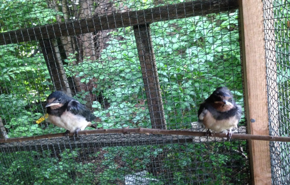 Jungvögel werden in Voliere gepflegt