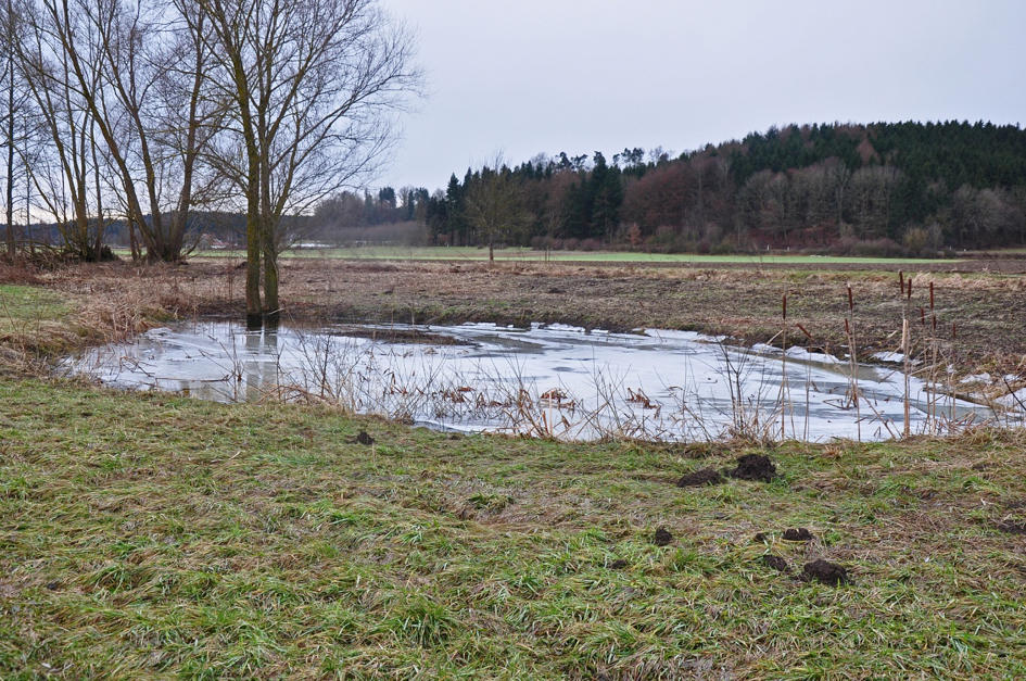 Teich in den Feuchtwiesen im Ostrachtal